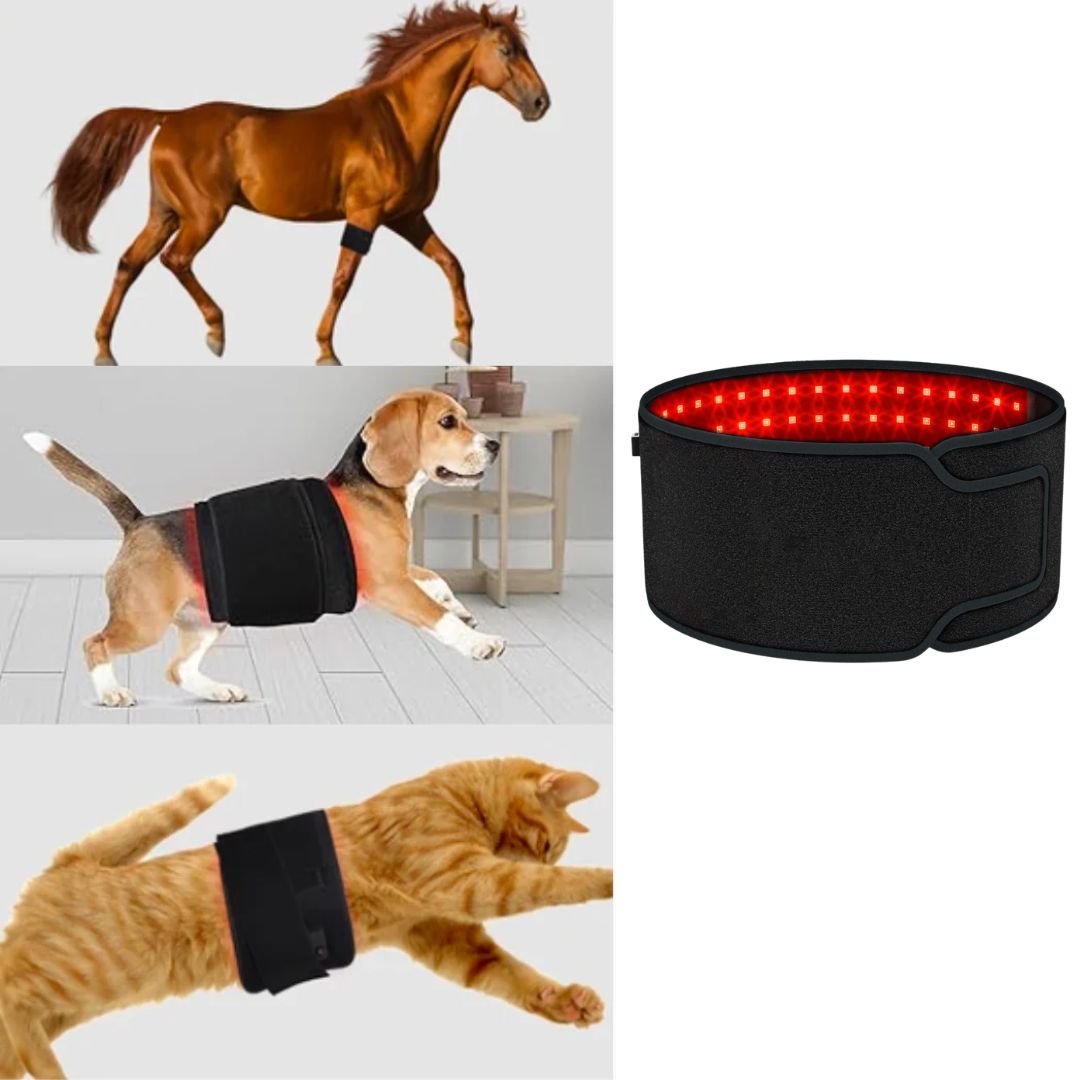 infrared red light therapy for animals