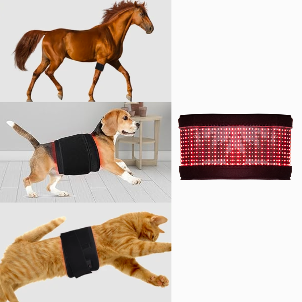 red light therapy belt for animals